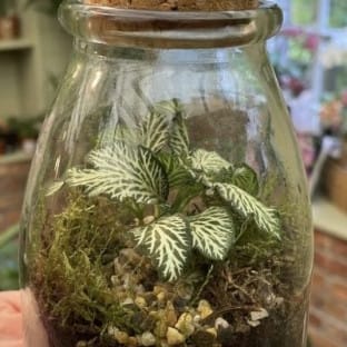 A terrarium jar